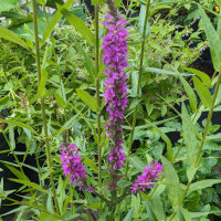 Salcerella comune (Lythrum salicaria) semi