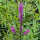 Salcerella comune (Lythrum salicaria) semi