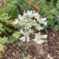 Lappola bianca (Orlaya grandiflora)