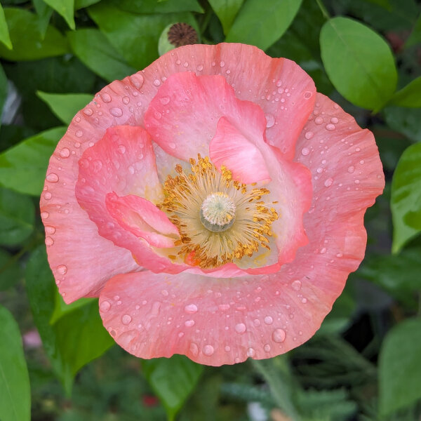 Miscela di papaveri Shirley (Papaver rhoeas) semi