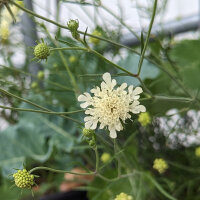 Vedovina gialla (Scabiosa ochroleuca)