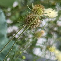 Vedovina gialla (Scabiosa ochroleuca)