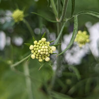 Vedovina gialla (Scabiosa ochroleuca)