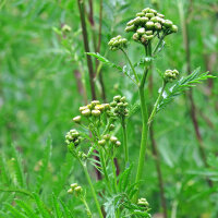 Tanaceto (Tanacetum vulgare) semi