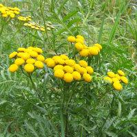 Tanaceto (Tanacetum vulgare) semi