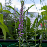 Veronica spigata (Veronica spicata)