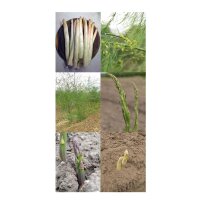 Varietà di asparagi - set di semi