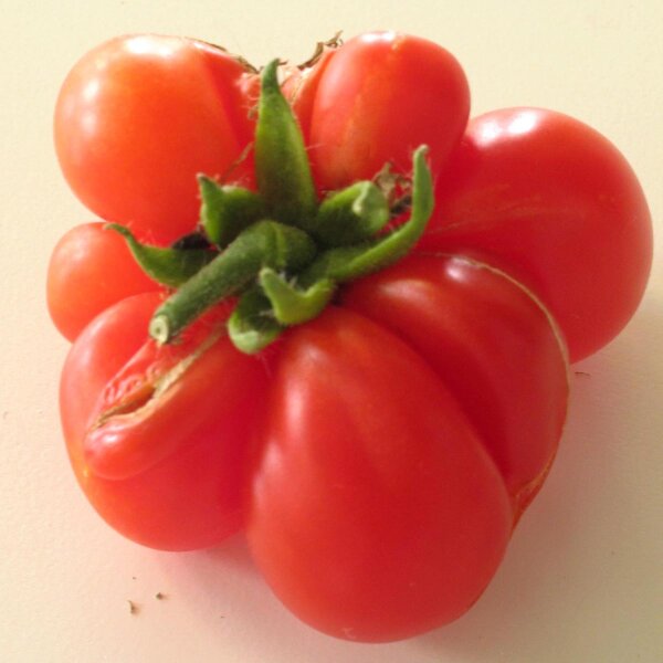 Pomodoro Reisetomate (Solanum lycopersicum) semi