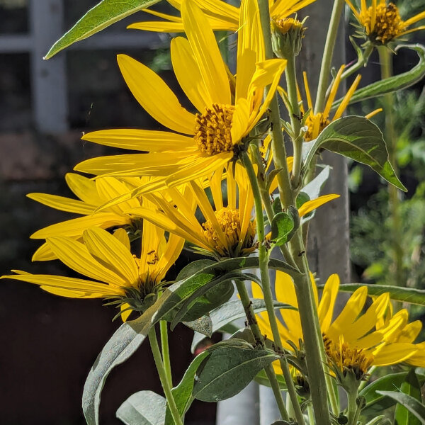 Girasole azteco (Helianthus maximiliani) semi