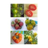 Vecchie varietà di pomodori colorati - Set regalo di semi