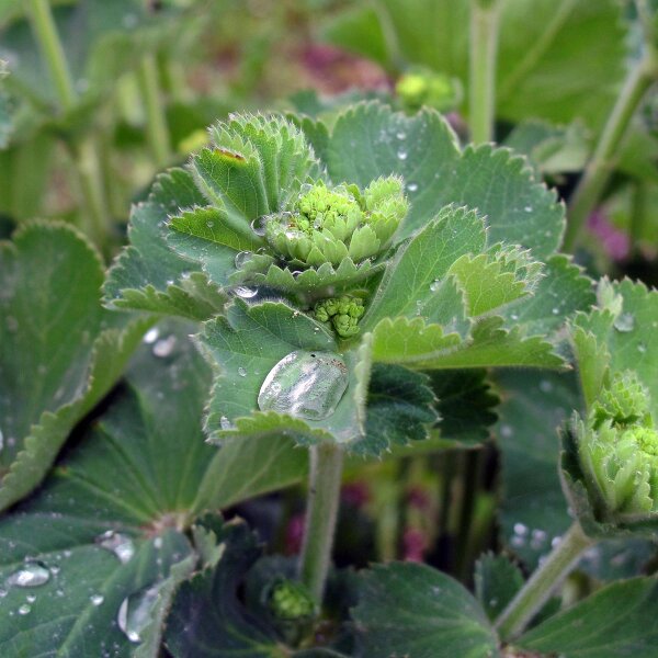 Alchemilla (Alchemilla xanthochlora) semi