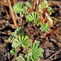 Alchemilla (Alchemilla xanthochlora) semi