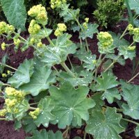 Alchemilla (Alchemilla xanthochlora) semi