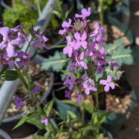 Viola matronale (Hesperis matronalis) semi