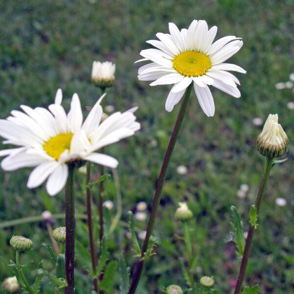 Margherita comune (Leucanthemum vulgare)