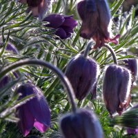 Anemone Pulsatilla (Pulsatilla vulgaris) semi