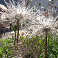 Anemone Pulsatilla (Pulsatilla vulgaris) semi