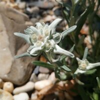 Edelweiss / stella alpina dellAppennino (Leontopodium alpinum) semi