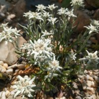 Edelweiss / stella alpina dellAppennino (Leontopodium alpinum) semi