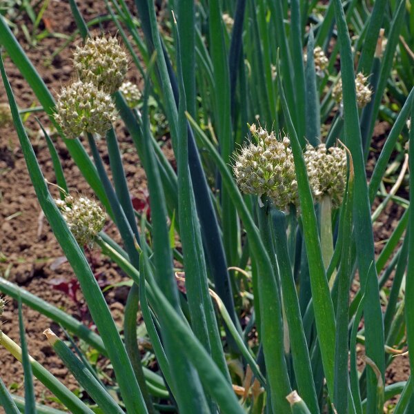 Cipoletta White Lisbon  (Allium fistulosum) biologico semi