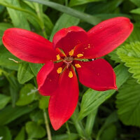 Tulipano Tulipa sprengeri (Tulipa sprengeri) semi