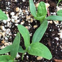 Bietolone verde (Atriplex hortensis) semi