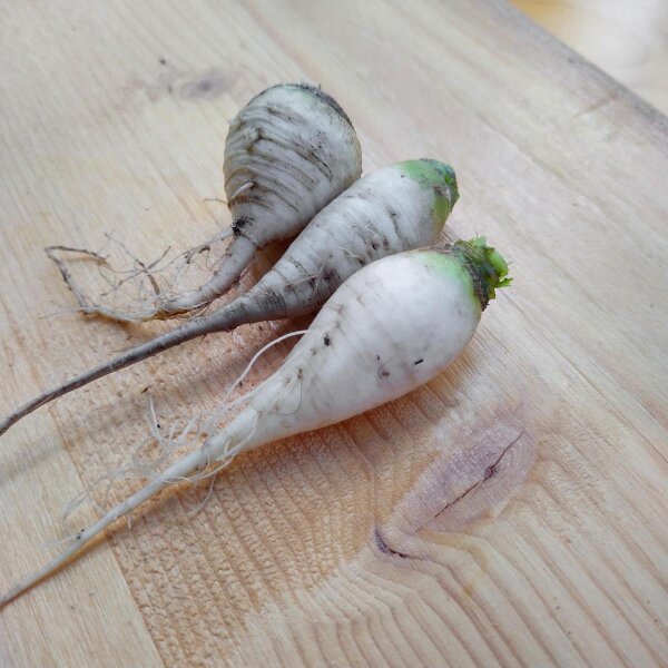 Rapa di Teltow (Brassica rapa var. teltowiensis) semi