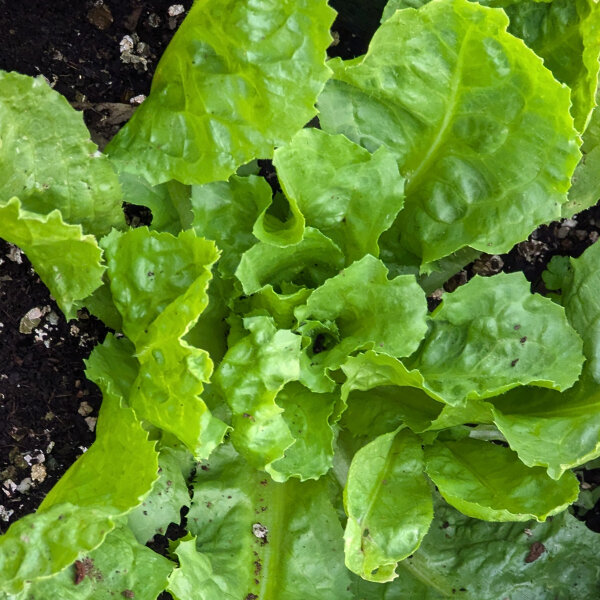 Indivia Scarola verde (Cichorium endivia) semi