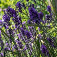 Lavanda vera (Lavandula angustifolia) biologico semi