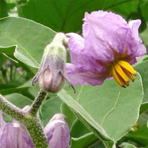 Melanzana - Black Beauty - 210 semi - Solanum melongena – Garden Seeds  Market