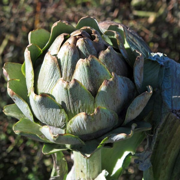 Carciofo Imperial Star (Cynara scolymus) biologico semi