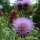 Carciofo Imperial Star (Cynara scolymus) biologico semi