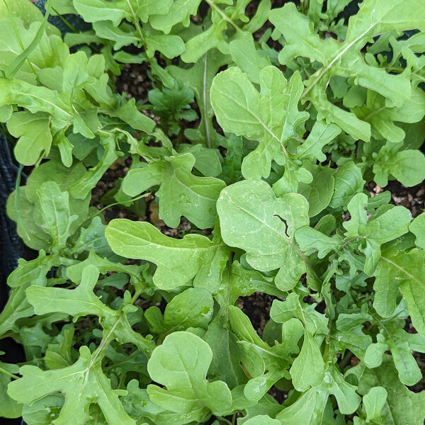 Rucola selvatica (Eruca vesicaria subsp. sativa) biologico semi