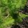Finocchio Romanesco (Foeniculum vulgare var. azoricum) biologico semi