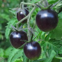 Pomodoro Indigo Rose (Solanum lycopersicum) semi