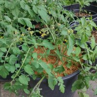 Pomodoro Gartenperle (Solanum lycopersicum) semi