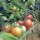 Pomodoro Gartenperle (Solanum lycopersicum) semi