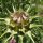 Cardo mariano (Silybum marianum) biologico semi