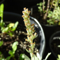 Artemisia della Louisiana (Artemisia ludoviciana) semi