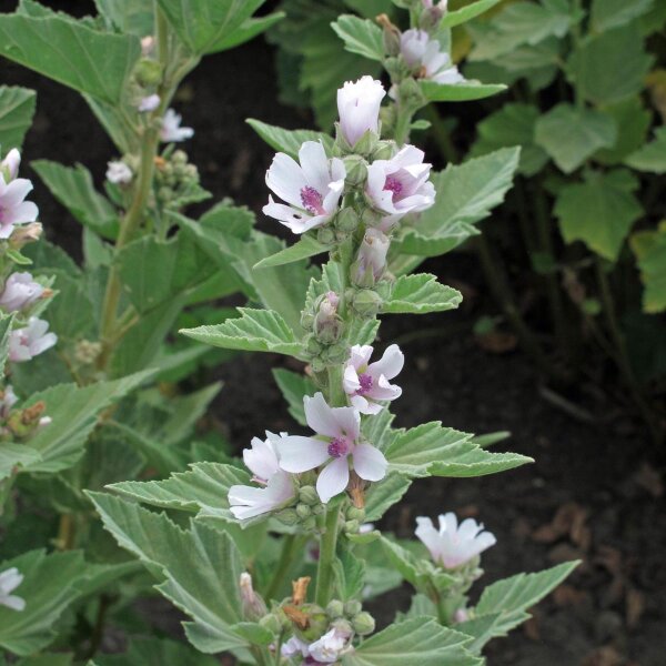 Altea comune (Althaea officinalis) Biologico semi