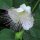 Cappero (Capparis spinosa) semi