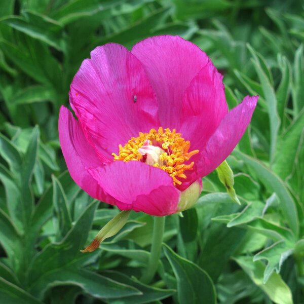 Peonia selvatica (Paeonia officinalis ssp. banatica) biologico semi