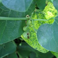 Aristolochia clematite (Aristolochia clematitis) biologica semi