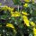 Calta palustre (Caltha palustris) biologico semi