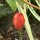 Podofillo (Podophyllum hexandrum) semi