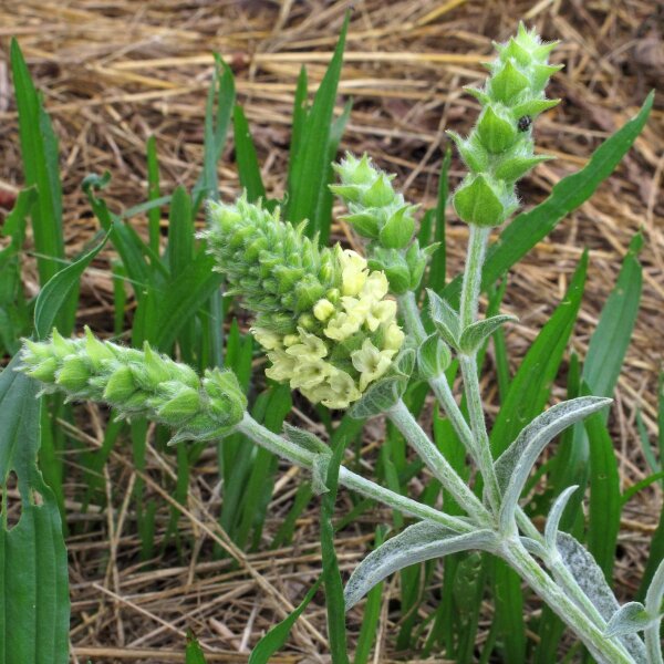 Stregonia siciliana (Sideritis syriaca) biologica semi