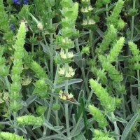 Stregonia siciliana (Sideritis syriaca) biologica semi