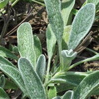 Stregonia siciliana (Sideritis syriaca) biologica semi