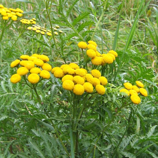 Tanaceto (Tanacetum vulgare) biologico semi