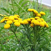 Tanaceto (Tanacetum vulgare) biologico semi